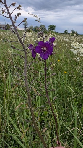 Verbascum phoeniceum iNat (1)