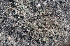 Eriogonum wrightii subscaposum