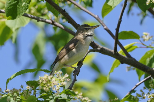 Blyth's Reed Warbler (Acrocephalus dumetorum), photo 8