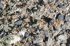 Acmispon decumbens