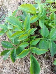 Sambucus nigra
