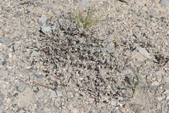Eriogonum wrightii subscaposum
