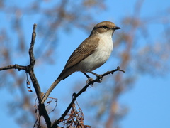 Marico Flycatcher photo 5