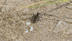 Cicindela repanda repanda