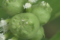 Schizomyia eupatoriflorae