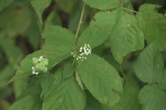 Schizomyia eupatoriflorae