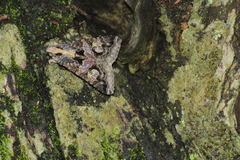 Melipotis famelica