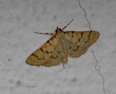 Polygrammodes oxydalis