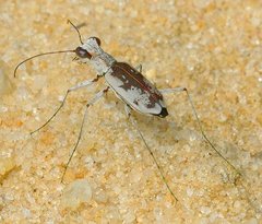 Ellipsoptera hirtilabris
