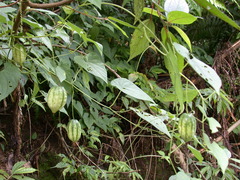 Thladiantha punctata