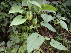 Thladiantha punctata