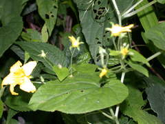 Thladiantha punctata