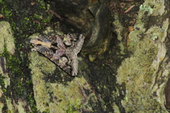 Melipotis famelica