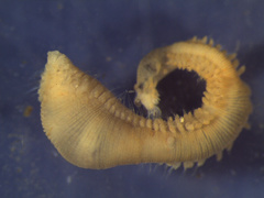 Scalibregma californicum image