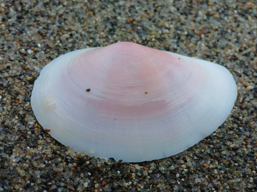 Sanguinolaria sanguinolenta, 2025-05-24