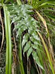 Asplenium lepidotum
