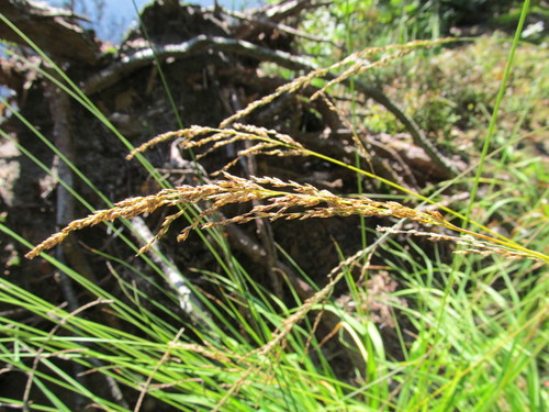 Purple moor grass