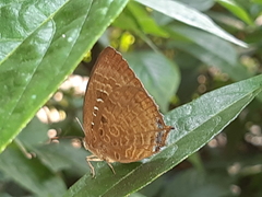 Arhopala centaurus nakula