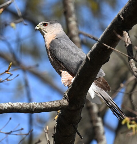Cooper's Hawk photographed in Missouri