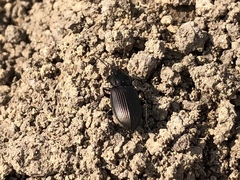 Pterostichina