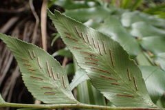 Asplenium lepidotum
