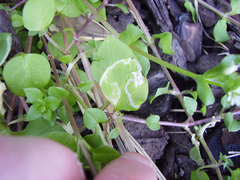 Liriomyza chenopodii