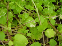 Liriomyza chenopodii