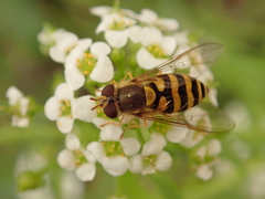 Syrphus vitripennis