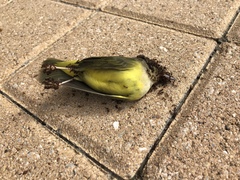 Geothlypis philadelphia