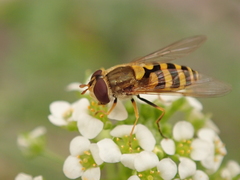 Syrphus vitripennis
