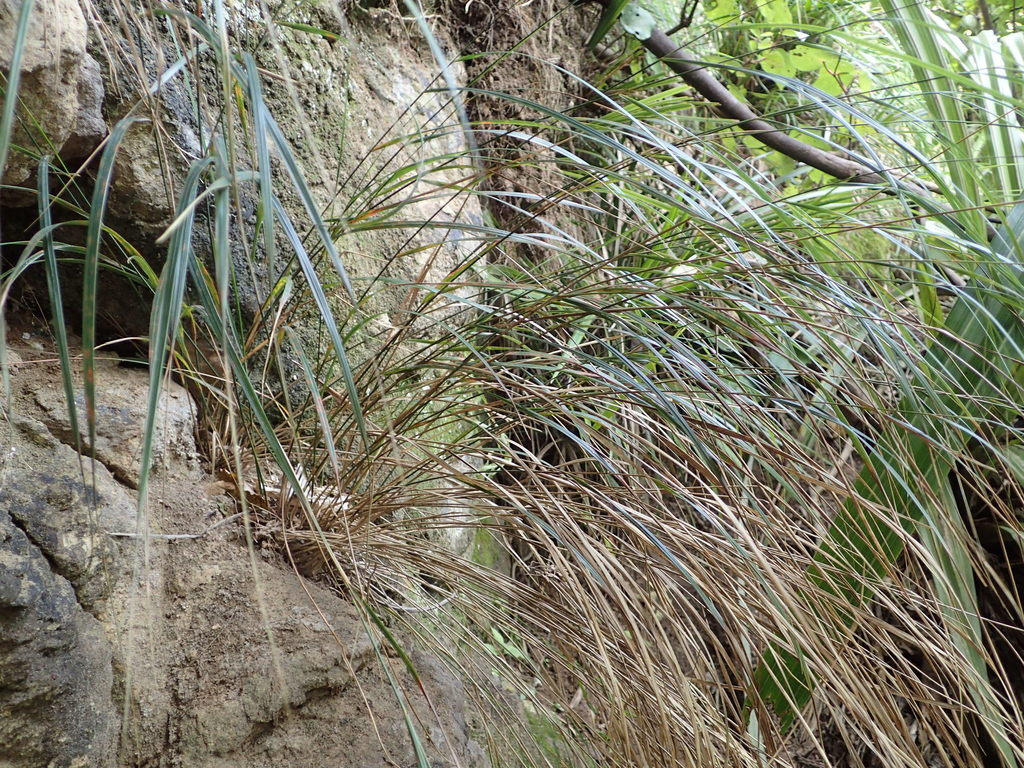 Gossamer grass