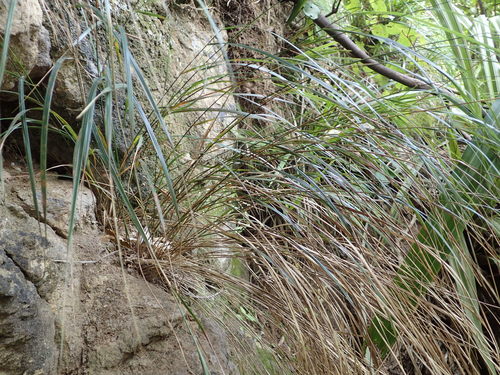 Anemanthele lessoniana (Steud.) Veldkamp