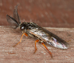 Neodiprion sertifer