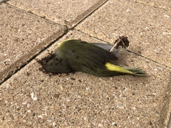 Geothlypis philadelphia