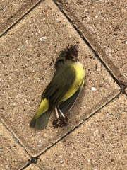 Geothlypis philadelphia