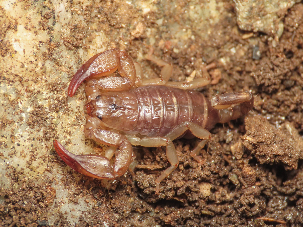 Euscorpius canestrinii