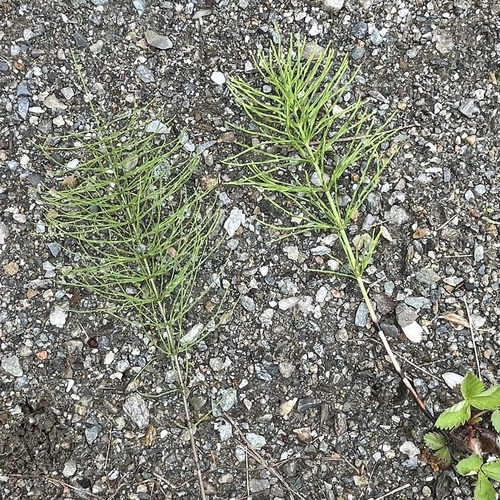 Equisetum pratense iNat (3)