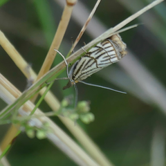 Chrysocramboides craterella
