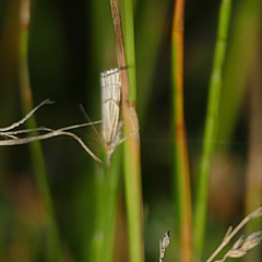 Chrysocramboides craterella