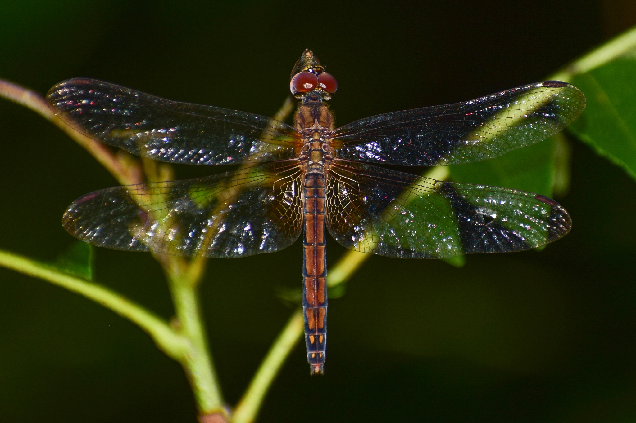 Crimson Marsh Glider