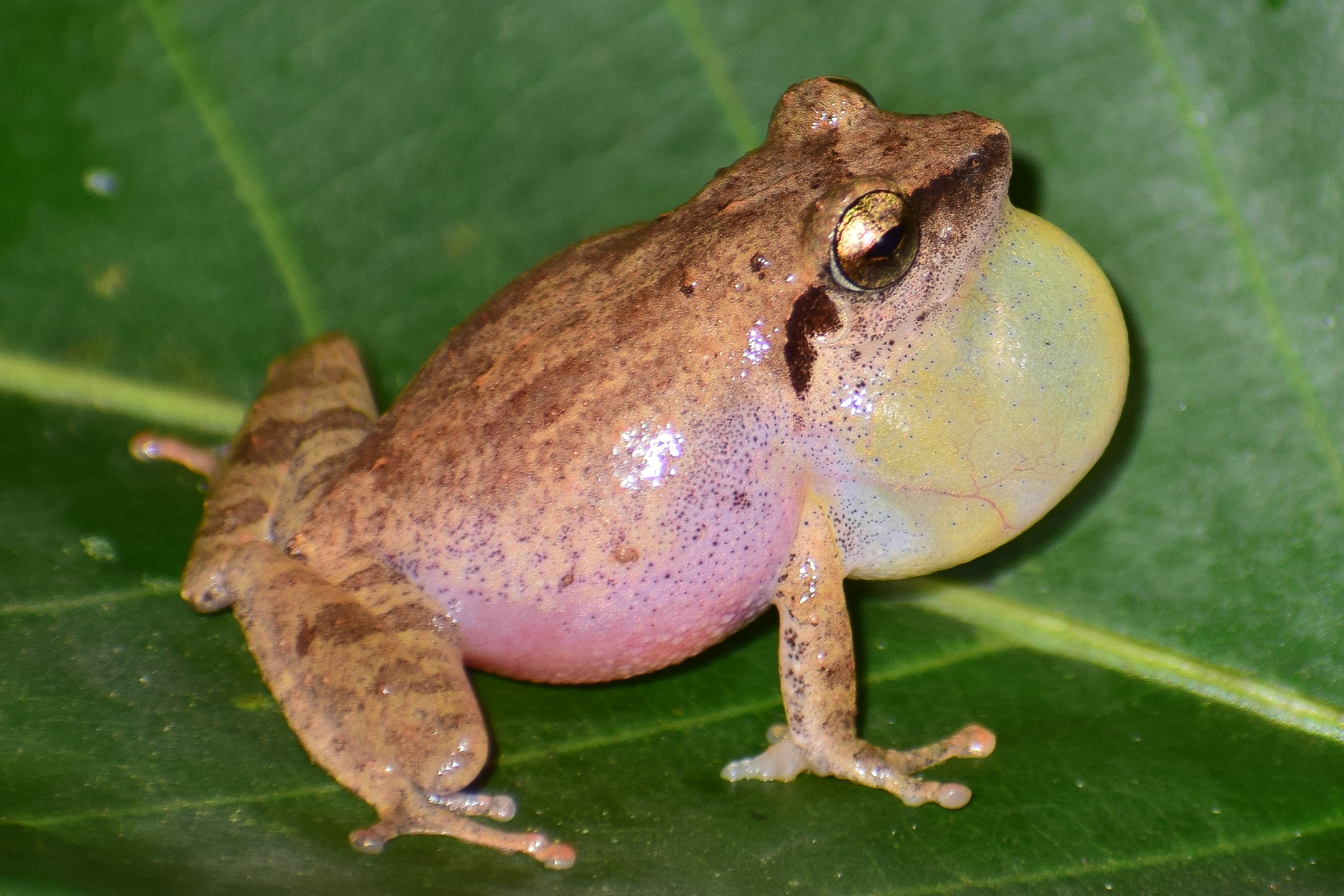 Wynaad Brown Eared Shrub Frog