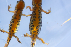 Italian Newt photo 4