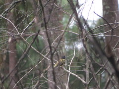 Pipilo maculatus × ocai