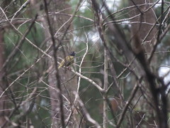 Pipilo maculatus × ocai