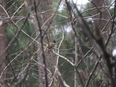 Pipilo maculatus × ocai