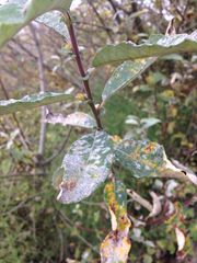 Salix lucida