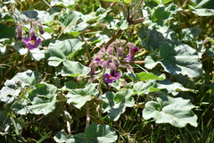 Proboscidea fragrans