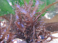 Chondracanthus chamissoi