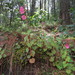Begonia fusibulba - Photo (c) Omar Lopez Samperio, algunos derechos reservados (CC BY-NC), uploaded by Omar Lopez Samperio
