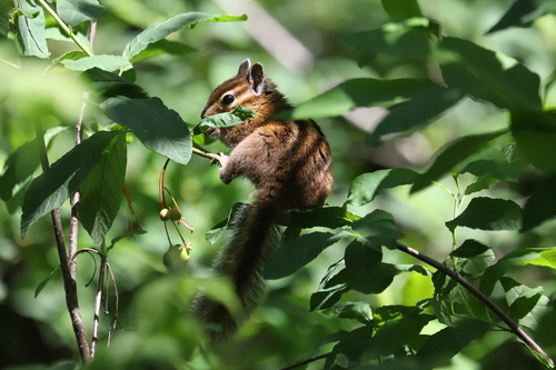 Townsend's Chipmunk (Neotamias townsendii), a species recorded in Washington